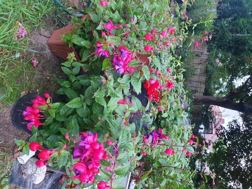  - - Gradina 2024