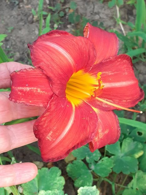  - 0001 HEMEROCALLIS - DELPHINUM