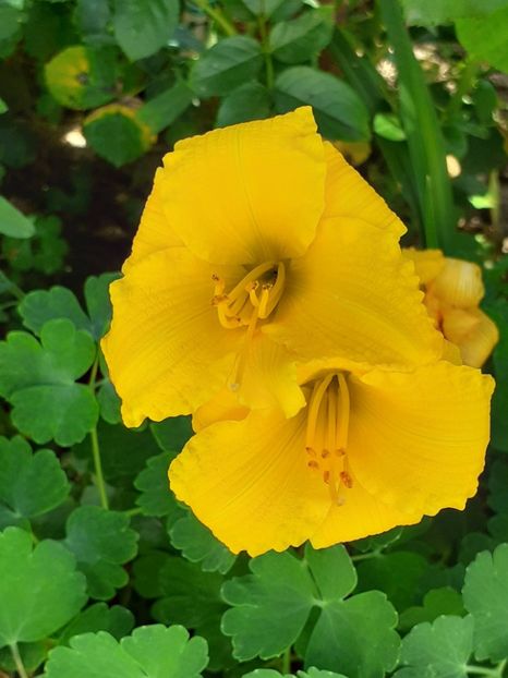  - 0001 HEMEROCALLIS - DELPHINUM
