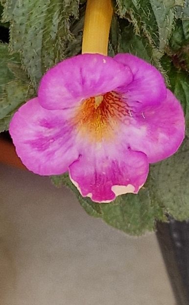 Splatted Rainbow - Achimenes 2024