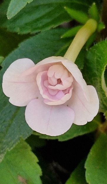 Dpr 2 - Double Pink Rose p