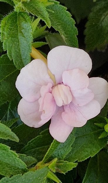 2024 - Double Pink Rose p