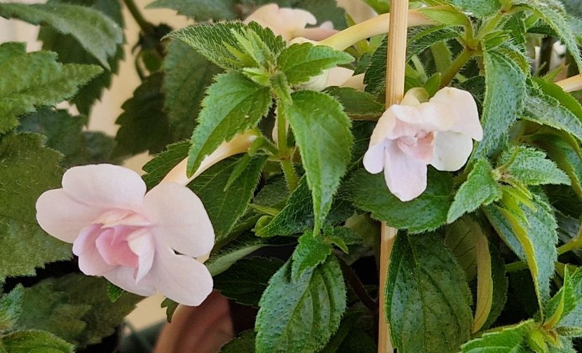  - Double Pink Rose p