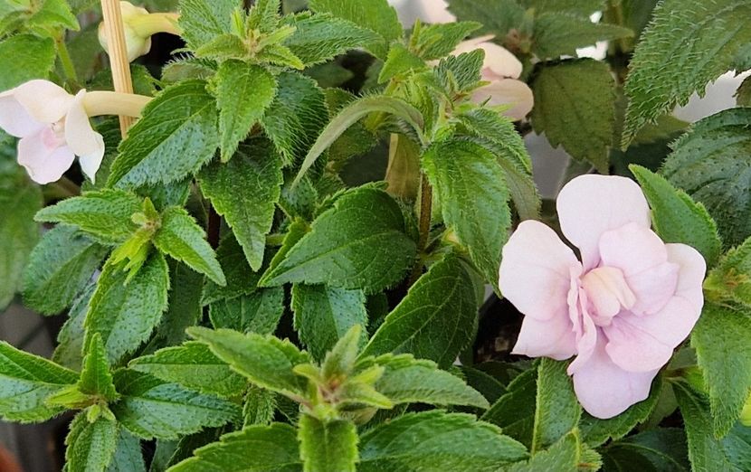  - Double Pink Rose p