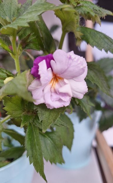 30. Queen of Lace - 15 Achimenes 2024