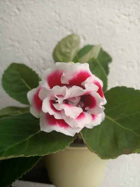 11.07.2024 - Gloxinia 2024