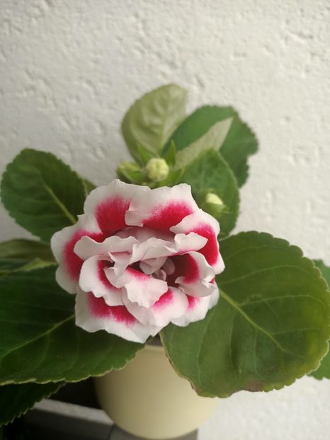 11.07.2024 - Gloxinia 2024