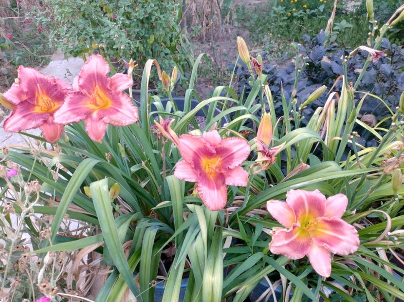  - Flori de gradină-2024