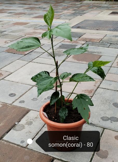  - Disponibil Hibiscusi