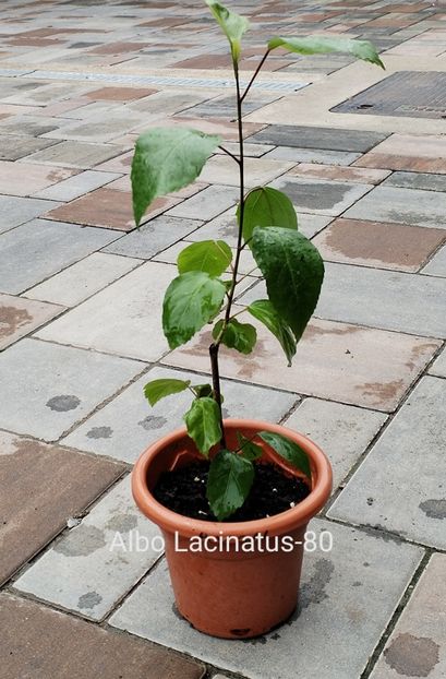  - Disponibil Hibiscusi