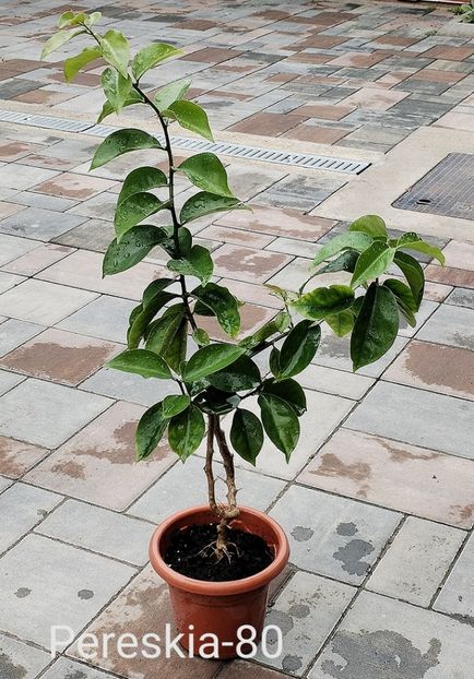  - Disponibil Hibiscusi