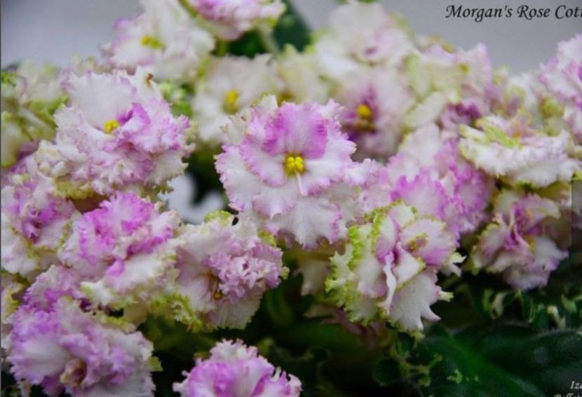 Morgan s Rose Cotage - AA Poze net