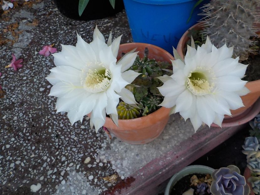  - echinopsis oxygona