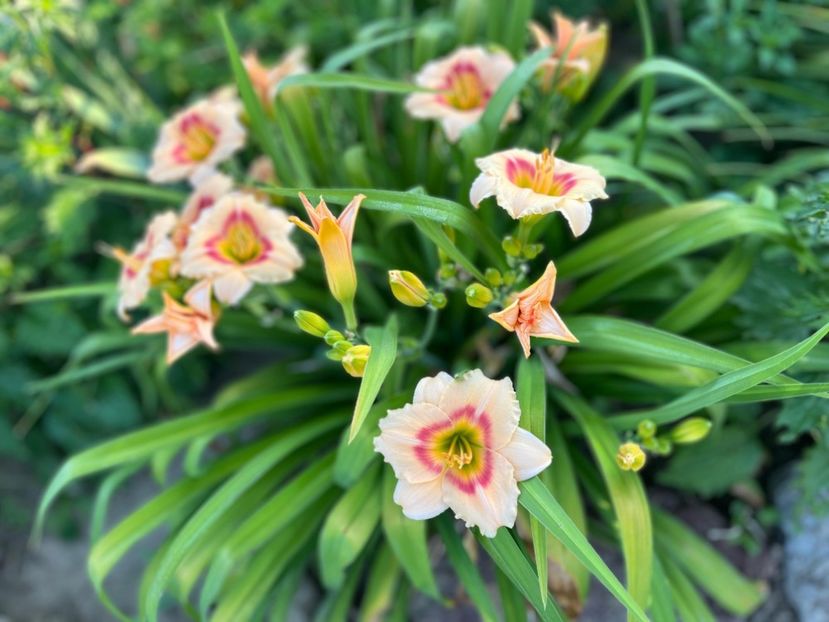 Elegant candy - HEMEROCALLIS