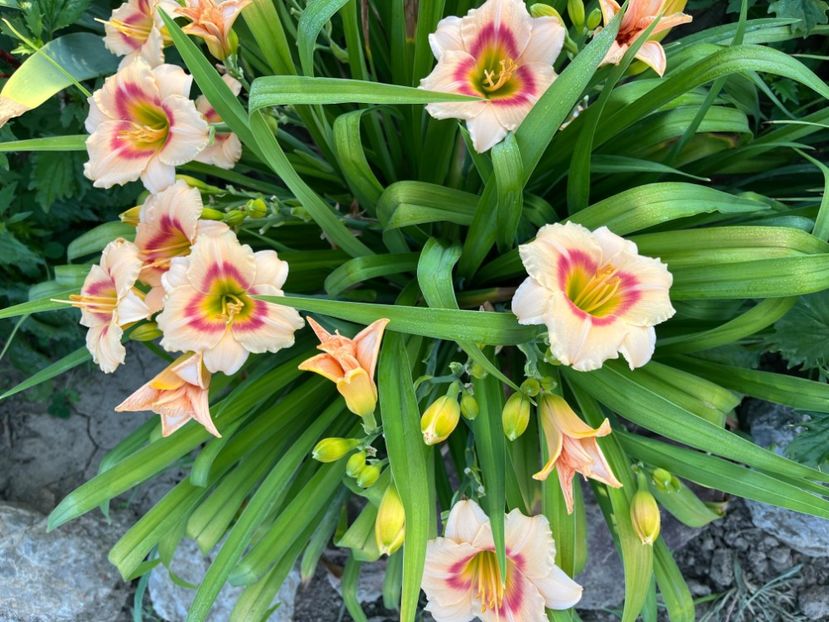  - HEMEROCALLIS