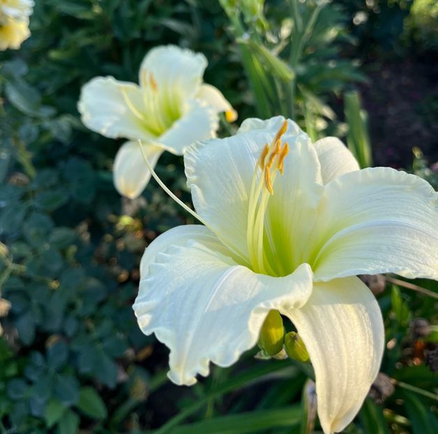 Gentle shepard - HEMEROCALLIS