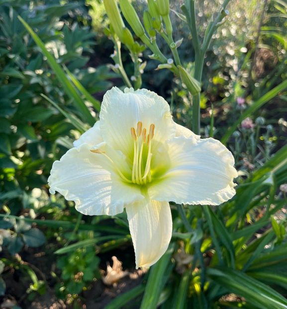  - HEMEROCALLIS