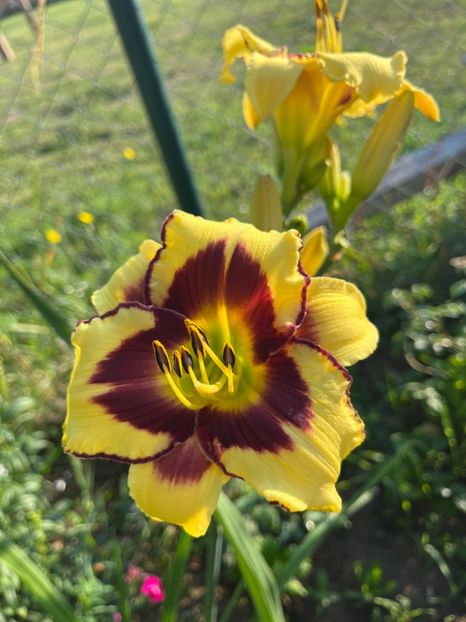 El desperado - HEMEROCALLIS