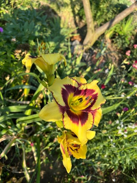  - HEMEROCALLIS