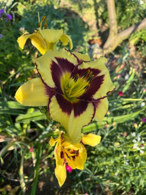  - HEMEROCALLIS