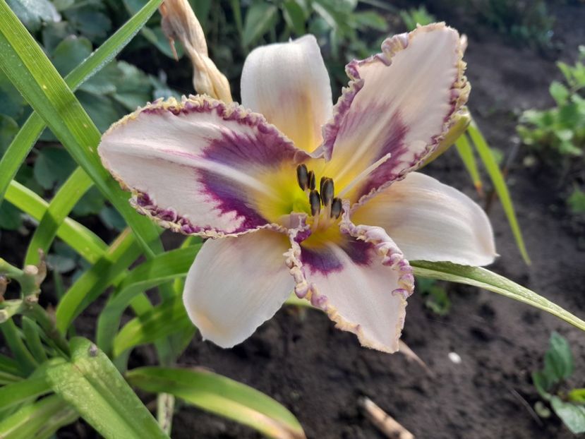  - HEMEROCALLIS