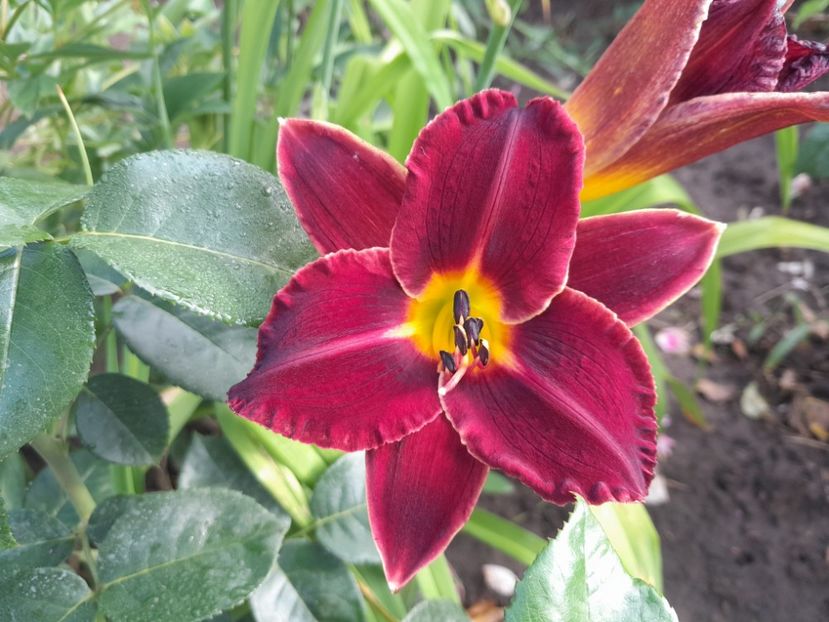 Dominic - HEMEROCALLIS