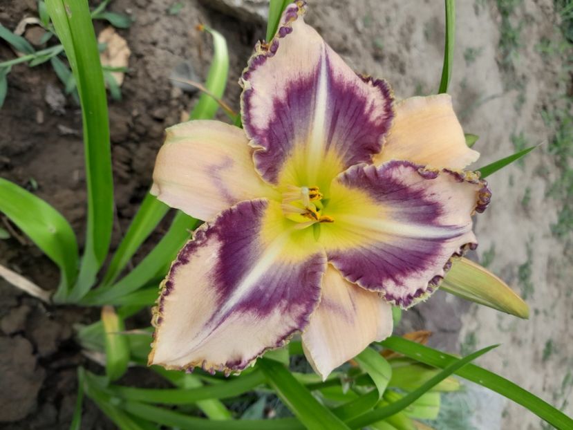 Destined to see - HEMEROCALLIS