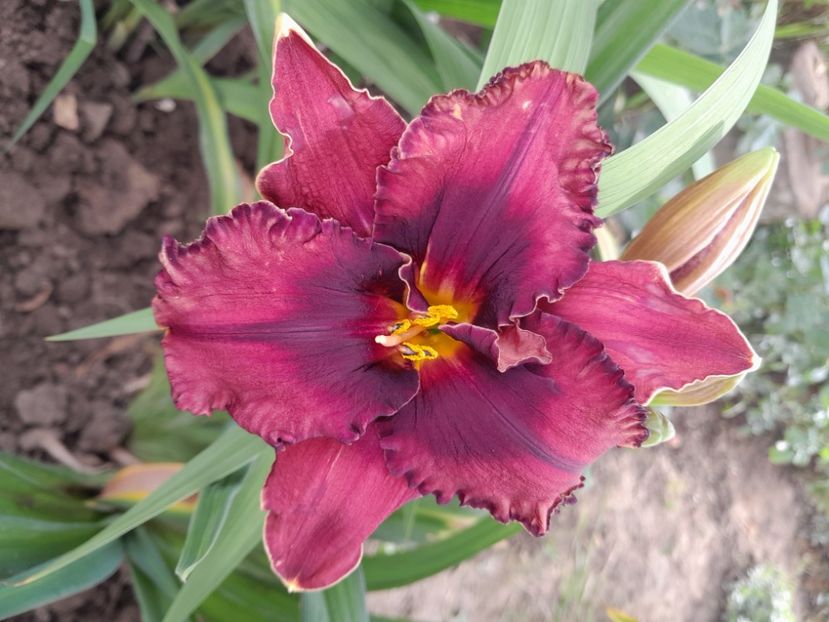 Night breeze - HEMEROCALLIS