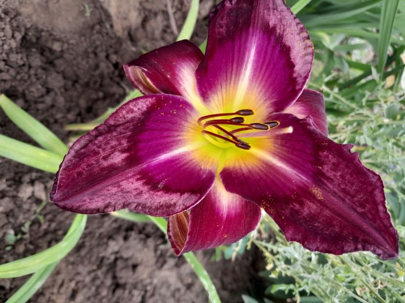 Jerry hyatt - HEMEROCALLIS