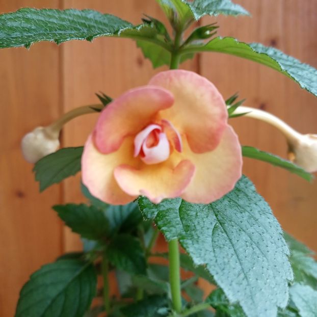 2024 - Peach Orchard