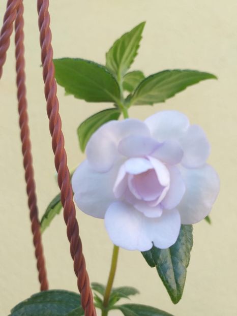 2024 - Double Picotee Rose