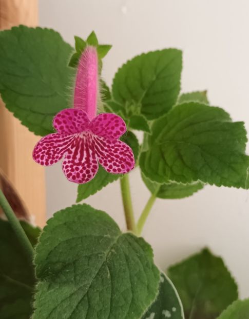  - Kohleria