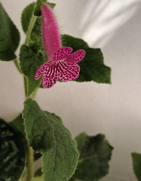  - Kohleria
