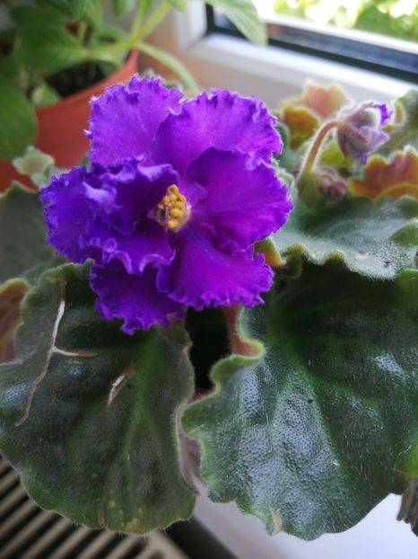  - Nk Francuzskij Bulvar