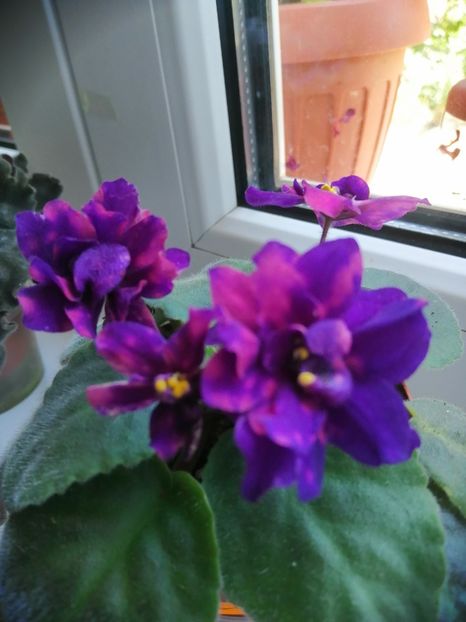  - AE Streletes elite