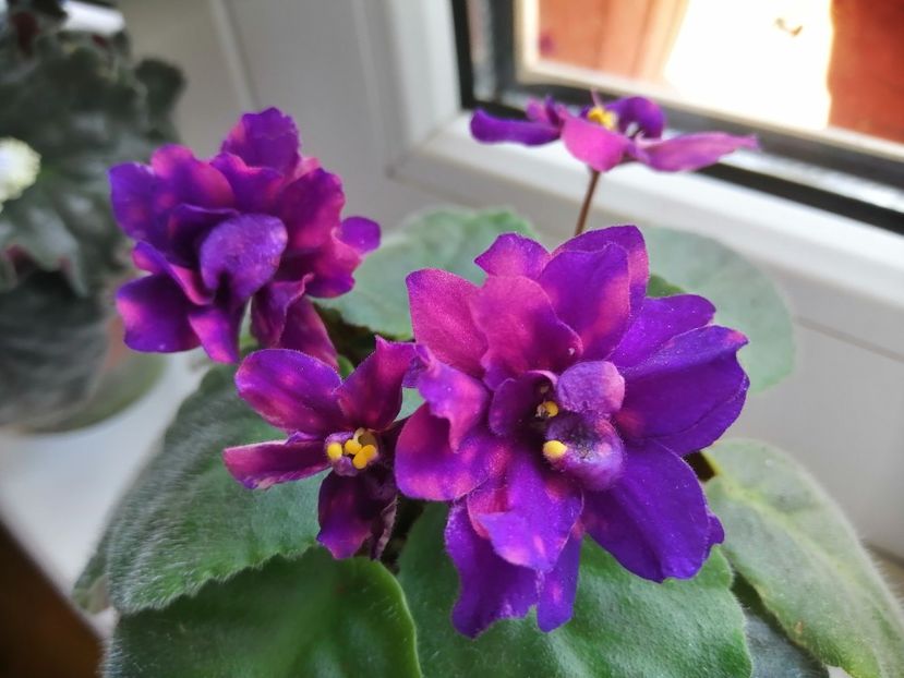  - AE Streletes elite