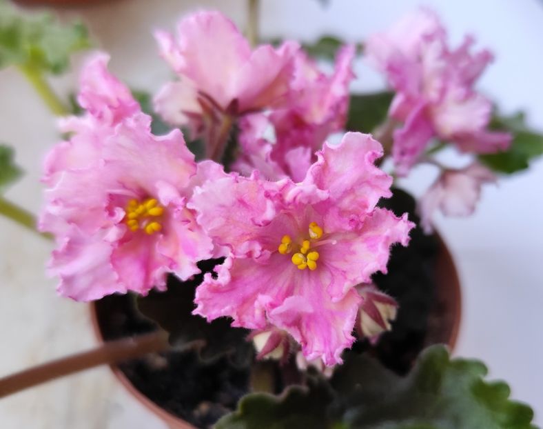 12 iulie 2024 - Sunkissed Rose