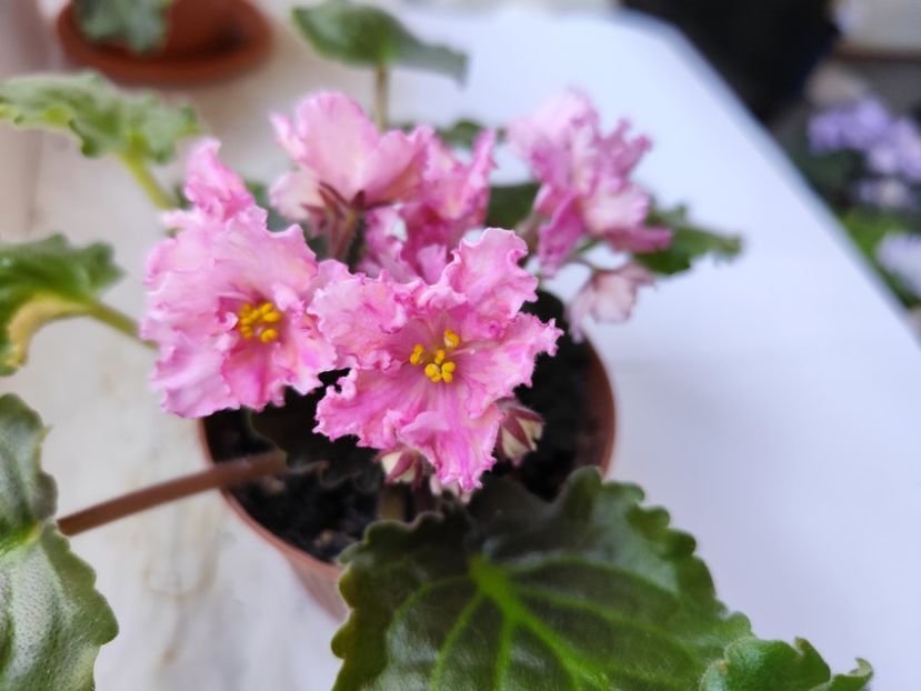 12 iulie 2024 - Sunkissed Rose