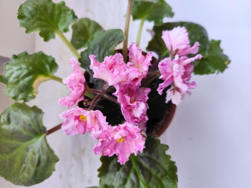 12 iulie 2024 - Sunkissed Rose