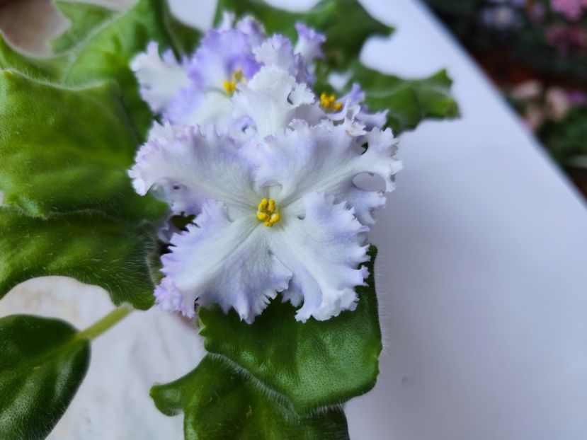 12 iulie 2024 - RM Golubaya Lenta