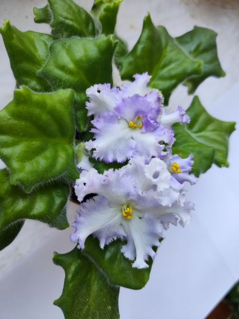 12 iulie 2024 - RM Golubaya Lenta