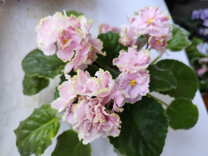 12 iulie 2024 - Zima Ulybaetsia