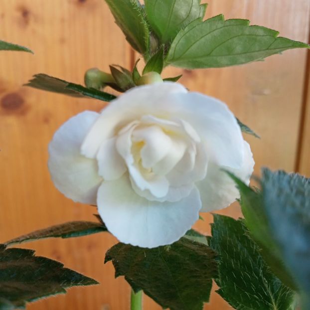 RFs Pina Colada - - - 2024