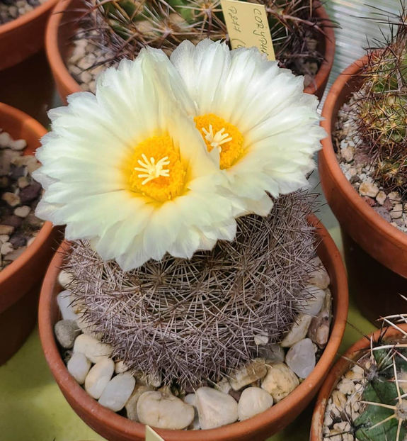 Coryphantha echinus - Coryphantha echinus
