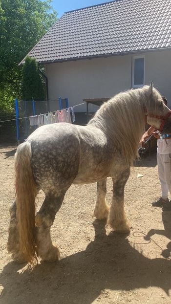 IMG-20240603-WA0000 - Armasar de monta