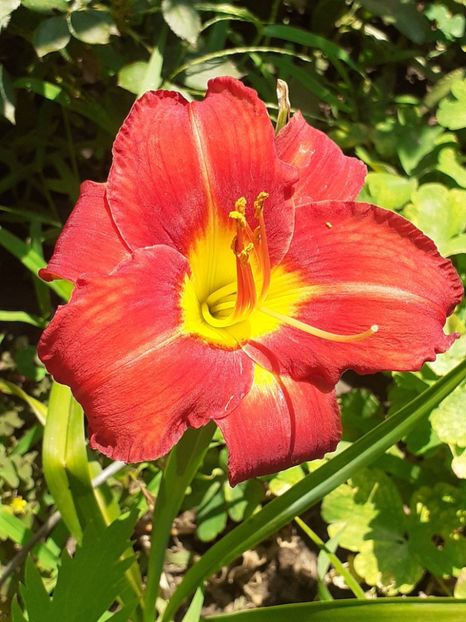  - 0001 HEMEROCALLIS - DELPHINUM