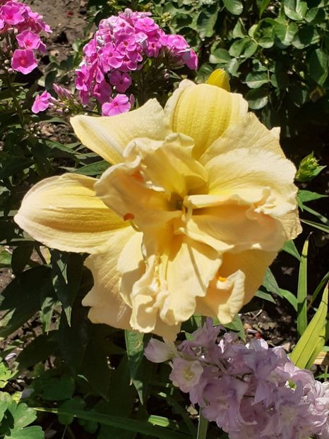  - 0001 HEMEROCALLIS - DELPHINUM