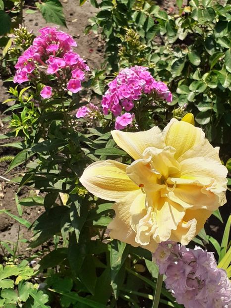  - 0001 HEMEROCALLIS - DELPHINUM