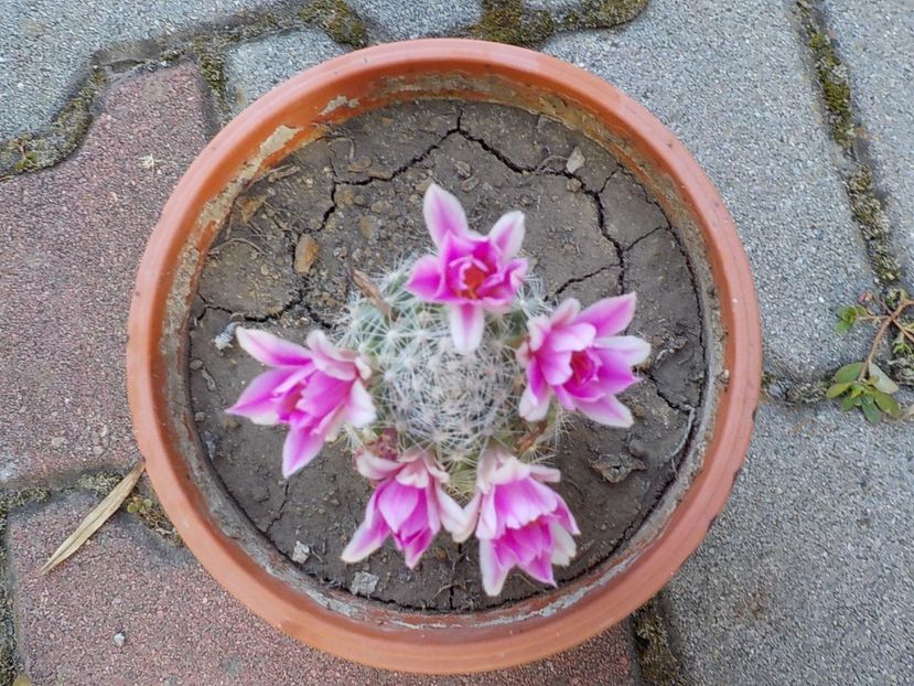  - mammillaria spinosisima