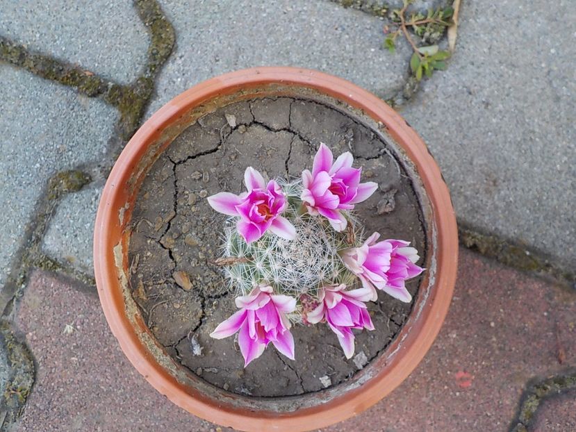  - mammillaria spinosisima